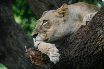 A majestic lioness rests gracefully on a tree