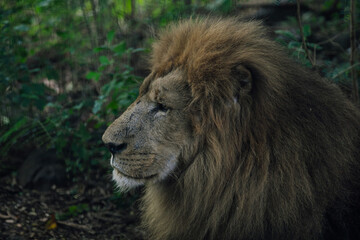 Close-up portrait of a lion in natural green surroundings