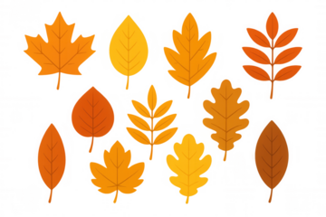 Autumn leaves set illustrating various fall season tree foliage in warm orange and yellow colors on transparent background