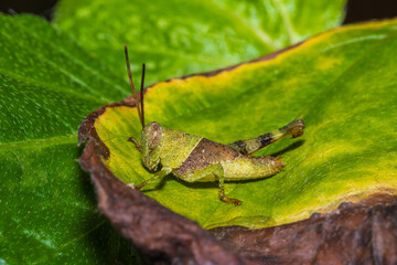 The grasshopper on the leaf.