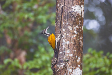 Greater Flameback, Woodpecker is looking for food on the tree.