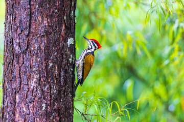 Greater Flameback, Woodpecker is looking for food on the tree.