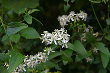 花盛りになったセンニンソウ