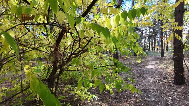 A very beautiful yellow autumn tree. The camera flies very low over fallen autumn leaves. A gust of wind in the autumn forest lifts the fallen yellow leaves into the air. 4K slow-motion video.