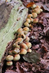 Autumn walk in Swalmen, Netherlands with Fungus  in the forest