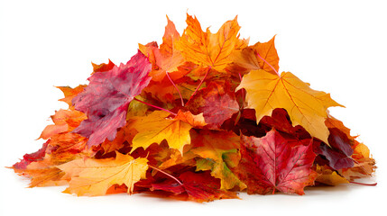 Vibrant Heap of Colorful Autumn Maple Leaves Isolated on White Background for Fall Season Concept