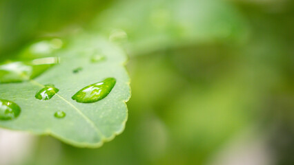 Beautiful rain water drop on green leaf closeup natural background