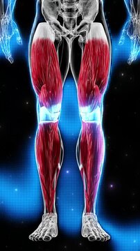 human muscle. quadriceps muscles