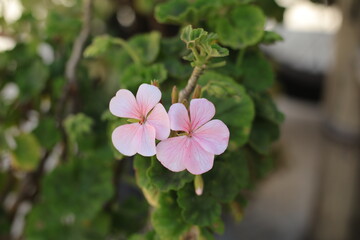 Pink Pelargonium Blooms