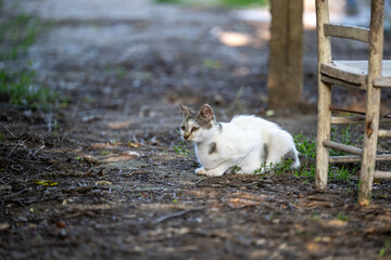 Fototapeta premium A white cat lies on the ground in a country yard. White cat on the ground.