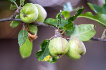 A homegrown green apple on the tree.