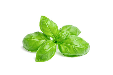 Green basil leaves isolated on white background
