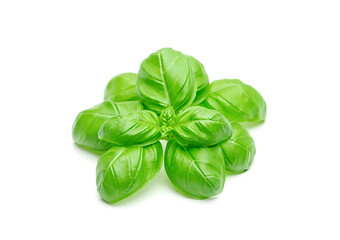 Fototapeta premium Green basil leaves isolated on white background