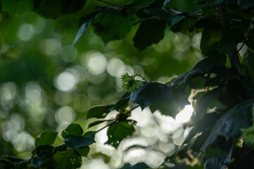 Close-up of green hazel leaves and an immature hazelnut growing on a branch, captured with soft natural light filtering through the foliage. The background features a beautiful bokeh.