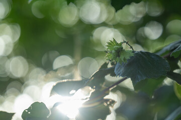 Close-up of green hazel leaves and an immature hazelnut growing on a branch, captured with soft natural light filtering through the foliage. The background features a beautiful bokeh.