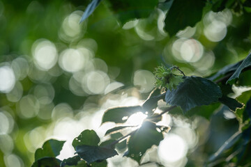 Close-up of green hazel leaves and an immature hazelnut growing on a branch, captured with soft natural light filtering through the foliage. The background features a beautiful bokeh.