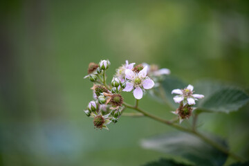 Bee on a flower Dried violet flower with blurred background
