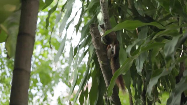 Close-up of a squirrel climbing a tree. The squirrel is cleaning itself on a branch.