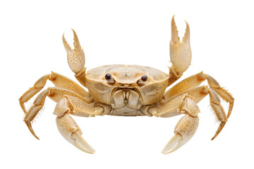 A marine crab with a light shell stands prominently, its strong claws raised in an alert pose, isolated transparent png.