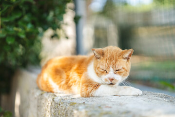 猫