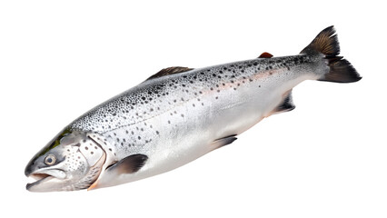 Fototapeta premium A beautiful whole fresh salmon fish with shiny silver scales and distinct black spots rests calmly, isolated as a transparent png for design.