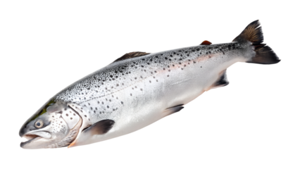 A beautiful whole fresh salmon fish with shiny silver scales and distinct black spots rests calmly, isolated as a transparent png for design.