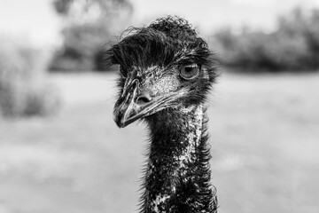 Head of a wild emu bird, dromaius novaehollandiae, large flightless bird native to Australia in the deserts of Australia's Red Center, near Alice Springs, Northern Territory, Australia