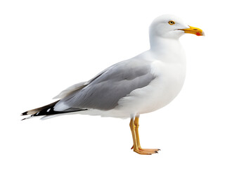 Fototapeta premium A beautiful wild white and grey seagull stands alert, isolated on a clean transparent background, a high quality png image.