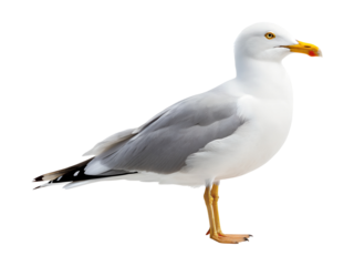 A beautiful wild white and grey seagull stands alert, isolated on a clean transparent background, a high quality png image.