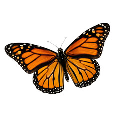 Fototapeta premium Monarch's Winged Embrace