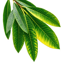 Obraz premium Lush green leaves nature plant isolated on transparent background