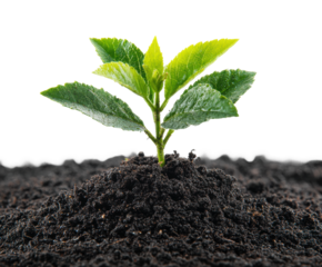 Planting growth fertile soil nature green concept isolated on transparent background
