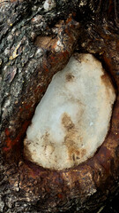 Tree bark close-up with exposed inner wood,  tree bark  exposed inner wood and natural color contrast, ideal for background, nature, or organic texture design.