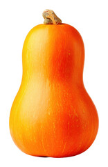 Harvesting fresh butternut squash farm food isolated on transparent background