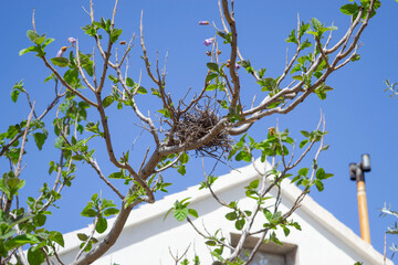 A nest on a Paulownia branch that is in bloom and leafing, background