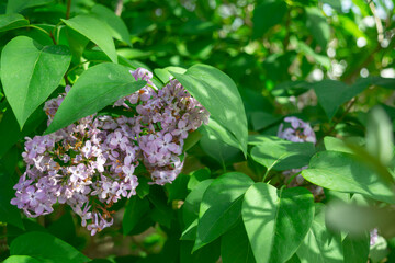 Lilac flower, lat. Syringa closeup, details, background