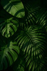 Tropical green leaves overlapping with sunlight shadows
