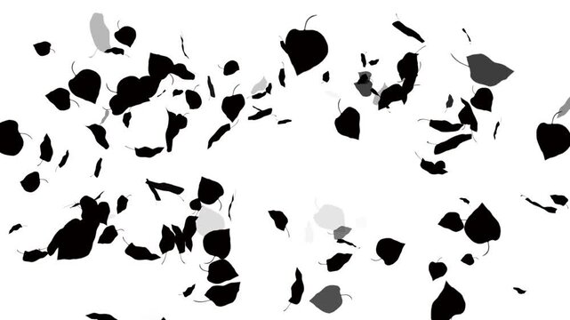 Autumn leaves flying floating and falling on white background