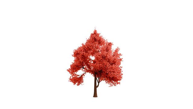 3D Render a red tree with a white background