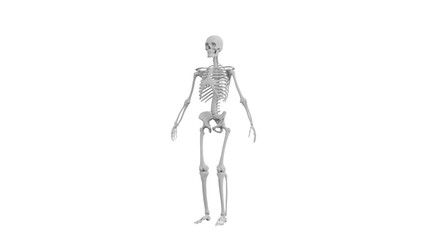 3D Render a skeleton standing in a white room