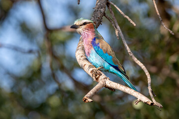 South Africa, Kruger National Park, Lilac-breasted Roller (Coracias caudatus)
