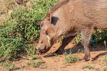 South Africa, Kruger National Park, Warthog (Phacochoerus africanus)