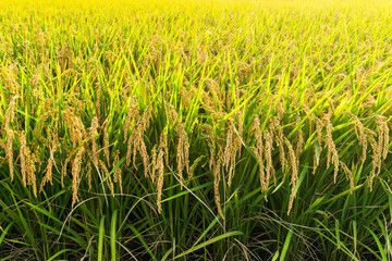 Rice crops are soon to be harvested in the paddy fields of Taiwan.