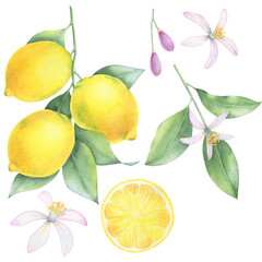 Watercolor illustration of lemons and flowering branches with leaves. Three yellow lemons on a branch with green leaves, as well as half a lemon showing the juicy inside. Delicate lemon flowers  