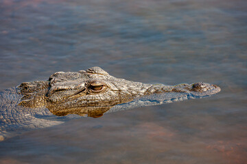 South Africa, Kruger National Park, Nile Crocodile (Crocodylus niloticus)