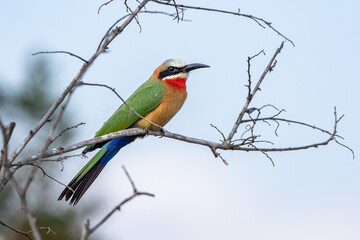 South Africa, Kruger National Park, White-fronted Bee-eater (Merops bullockoides)