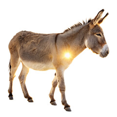 Adorable donkey stands alert showcasing its gentle nature and sturdy build perfect for farm or educational content

