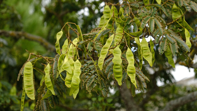 Close-up of green seed pods hanging from Inga edulis tree branch, known as ice cream bean. Green pods hanging among feathery leaves. Exotic botanical detail, biodiversity, and tropical flora.