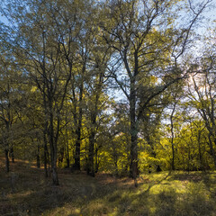 Fototapeta premium Golden autumn tree by a lake under vibrant blue sky. Sunlight filters through branches, casting warm shadows. Scenic path invites peaceful exploration in fall landscape.