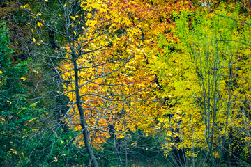 The beauty of autumn nature. The color of autumn leaves. An autumn background for your desktop. Early autumn in a city park. Picturesque maple leaves.